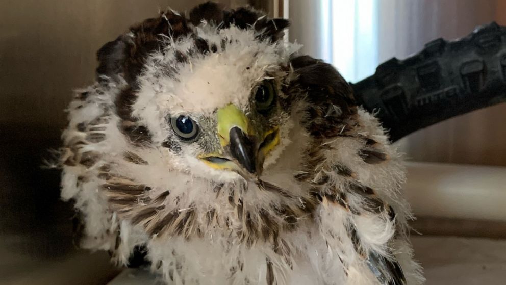 Extreme heat causing baby birds to injure themselves after fleeing hot nests