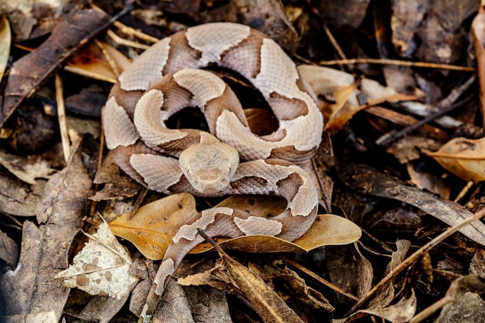 PHOTO: A Copperhead snake is shown as it moves over dried leaves on the forest floor.