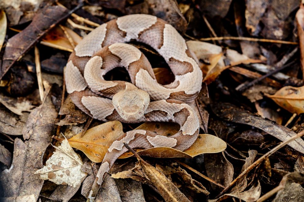 Snake bites are on the rise in US