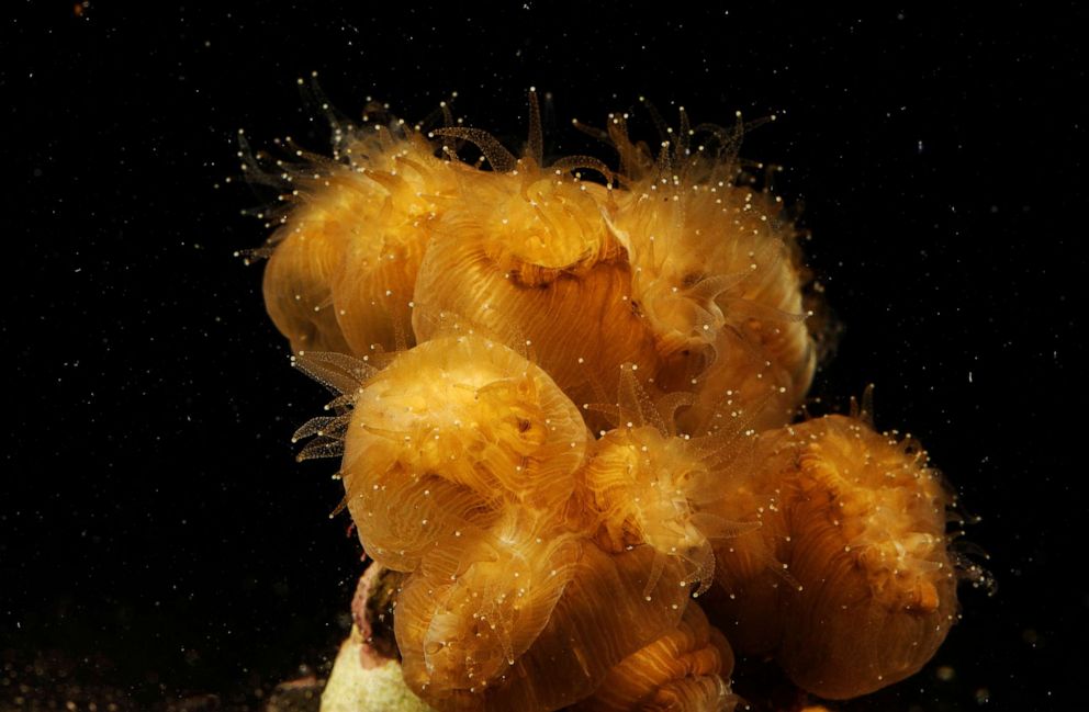 PHOTO: Polyps on an Eusmilia fastigiata (Smooth Flower Coral) are open and relaxed as the coral rests in a laboratory at a Florida Aquarium facility near Tampa, Fla.