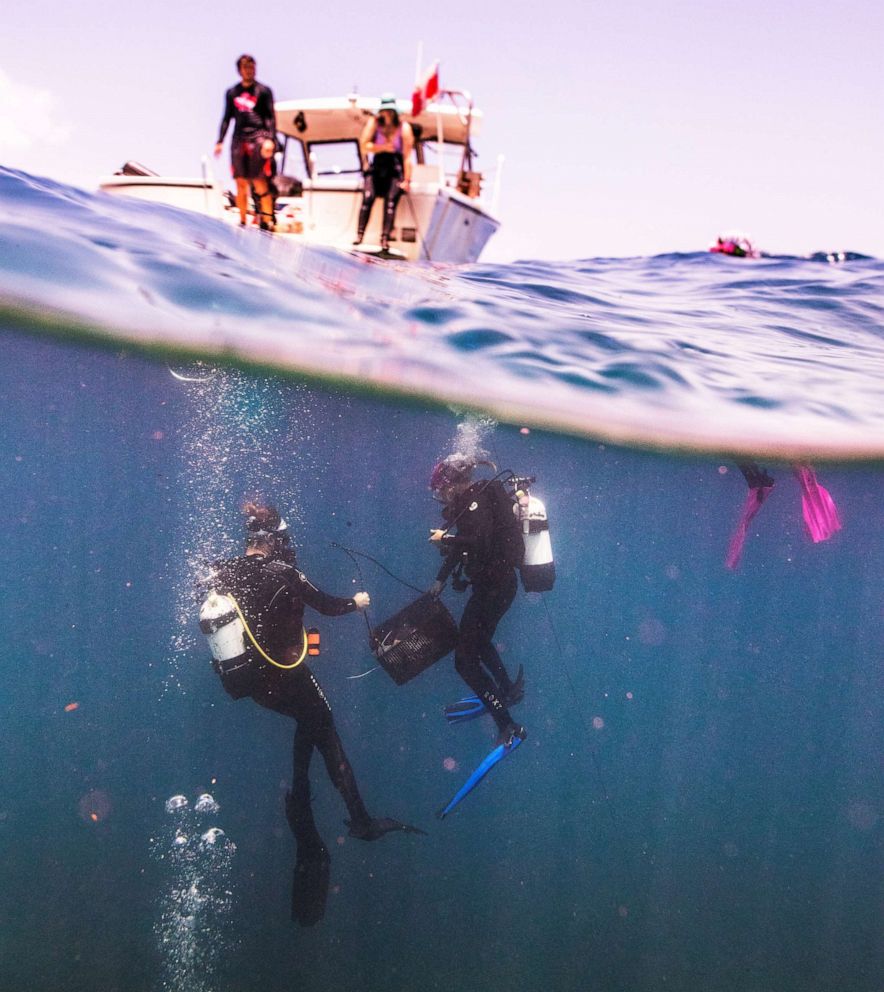 PHOTO: Graduate students Bradley Arrington (L) and Kathryn Cableigh pull a basket filled with corals afflicted by Stony Coral Tissue Loss Disease (SCTLD) to their research vessel.