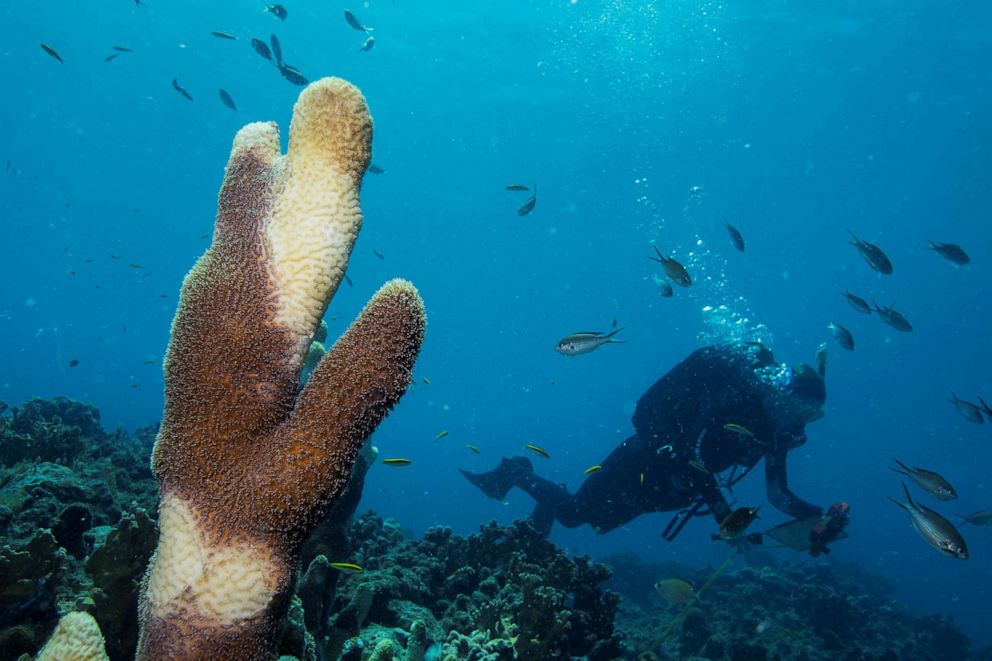 PHOTO: Marilyn Brandt swims past a Pillar coral (Dendrogyra cylindricus) showing tissue loss caused by Stony Coral Tissue Loss Disease (SCTLD), May 17, 2019. 