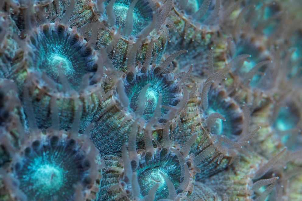PHOTO: Polyps on a Montastraea cavernosa (Large-cup Star Coral) constrict as the coral rests in a laboratory at Mote Marine Laboratory and Aquarium in Sarasota, Fla., Aug. 13, 2019. 