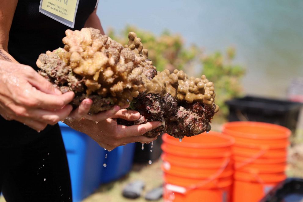 Hawaii's coral reefs are in peril. What researchers are doing to ...