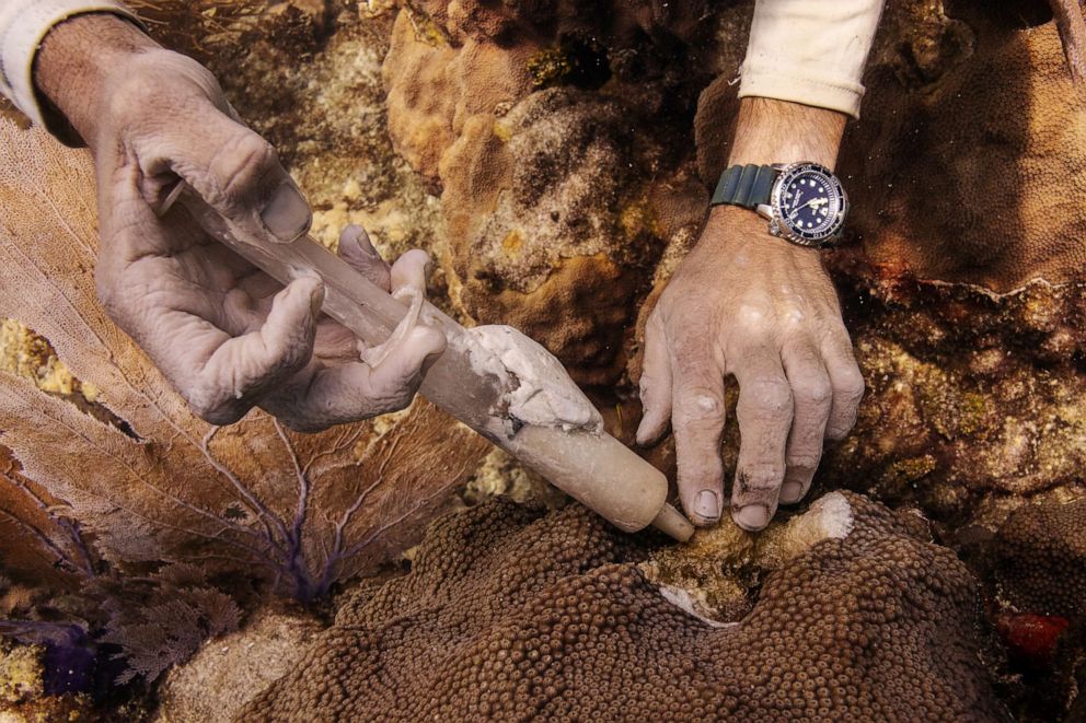 PHOTO: Kevin Macaulay applies an antibiotic ointment to the surface of an Orbicella faveolata (Mountainous Star Coral) affected by Stony Tissue Loss Disease (SCTLD) on a dive near Key West, Fla., Sept. 8, 2019. 