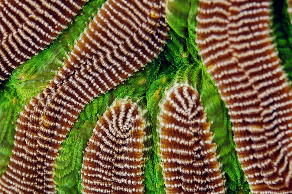 PHOTO: Boulder Brain Coral creates patterns on top of its skeletal base as the coral rests in a laboratory at a Florida Aquarium facility near Tampa, Fla., Aug. 14, 2019.