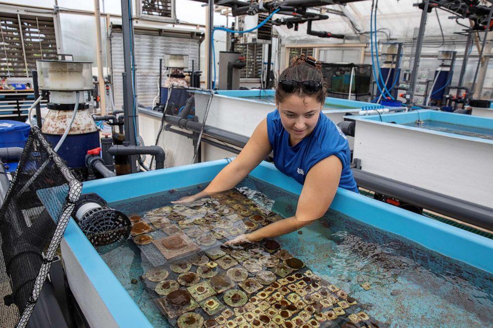 PHOTO: Biologist Emily Williams moves corals between water tanks during work to learn more about an outbreak of Stony Coral Tissue Loss Disease at a Florida Aquarium facility near Tampa, Fla., Aug. 14, 2019.