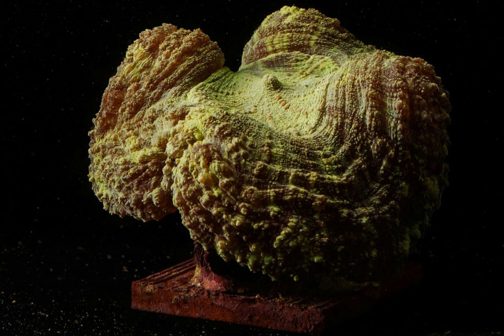 PHOTO: A Scolymia lacera (Disc Coral) rests in a laboratory at a Florida Aquarium facility near Tampa, Fla., Aug. 14, 2019. 