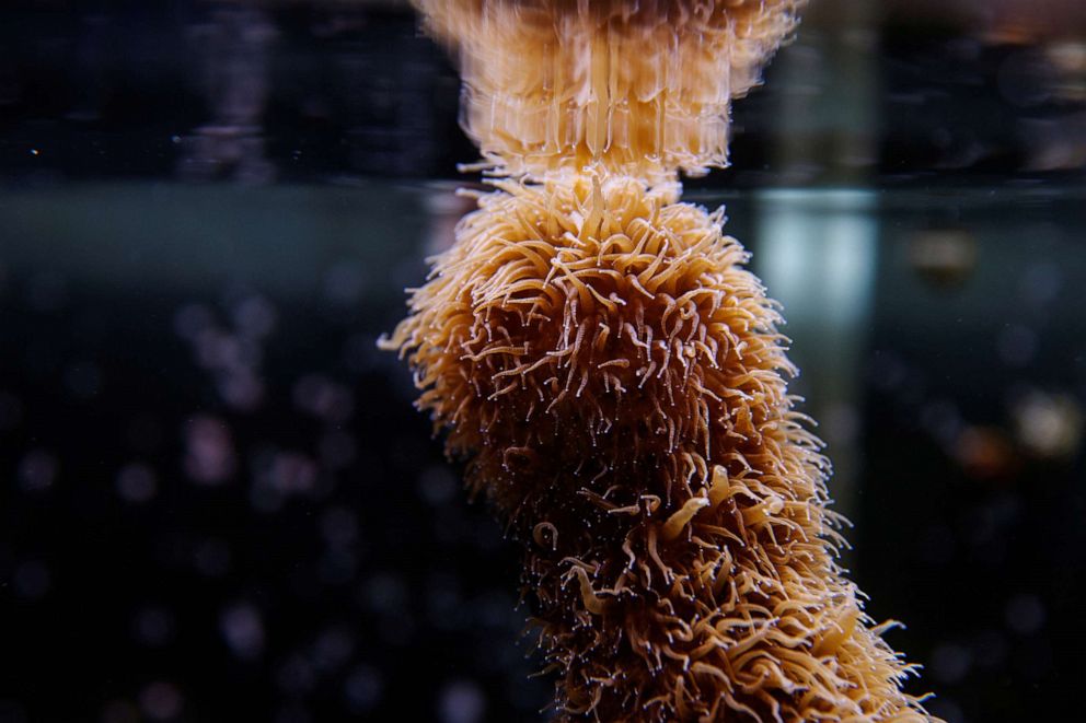 PHOTO: Polyps on a Dendrogyra cylindrus (Pillar Coral) are reflected by the waters surface while it rests in a laboratory at at a Florida Aquarium facility near Tampa, Fla., Aug. 14, 2019.