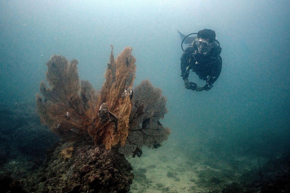 PHOTO: A conservationist looks at coral in the sea off Thailand's Andaman coast, Nov. 24, 2021.
