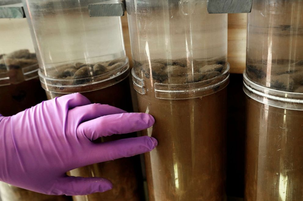 PHOTO: In this June 8, 2021, file photo, nodules containing nickel, cobalt, and manganese rest atop these core samples taken from the deep ocean floor. They were obtained as part of an environmental impact assessment research trip.