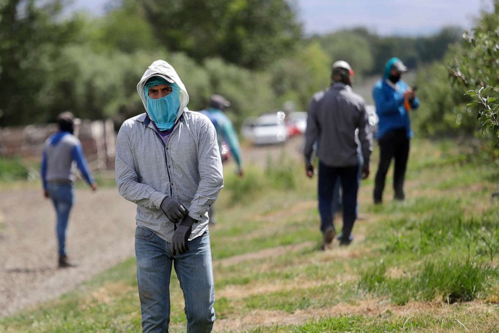 PHOTO:People work at an orchard pull on equipment as they prepare to thin apple trees in Yakima, Wash., June 16, 2020.