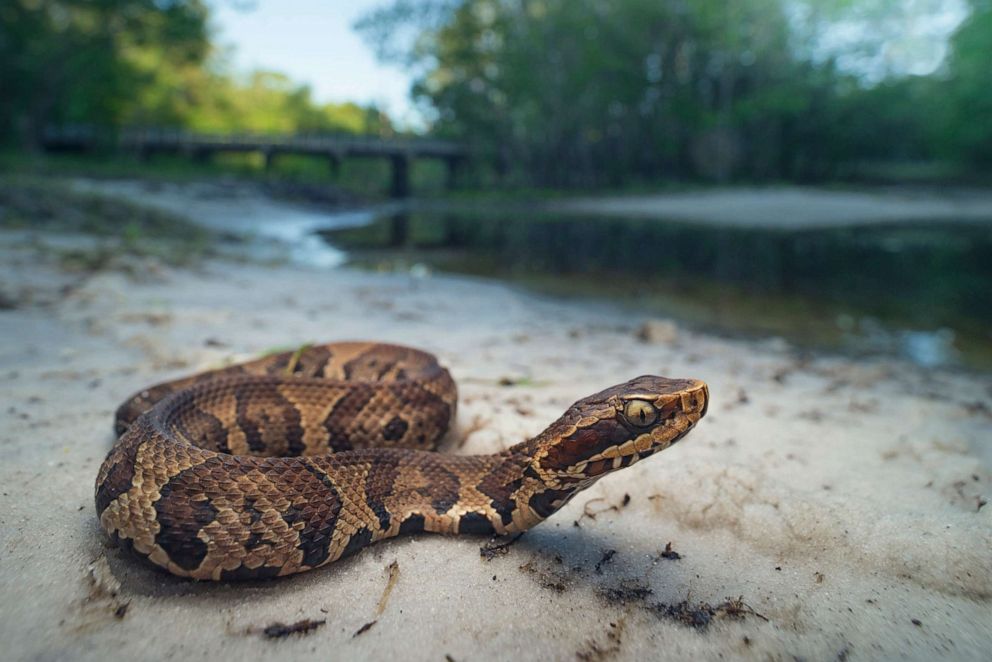 PHOTO: A Cottonmouth snake is shown in Florida.