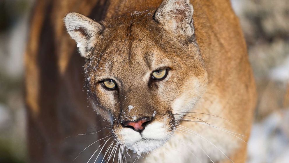 Young boy attacked by a mountain lion in Colorado, wildlife officials sa