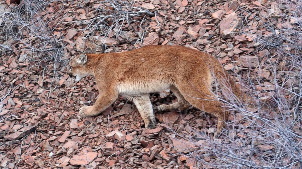 PHOTO: This March 8, 2006, file photo provided by the Oregon Department of Fish and Wildlife shows a cougar in the Beulah Wildlife Management Unit in Oregon's Malheur County.
