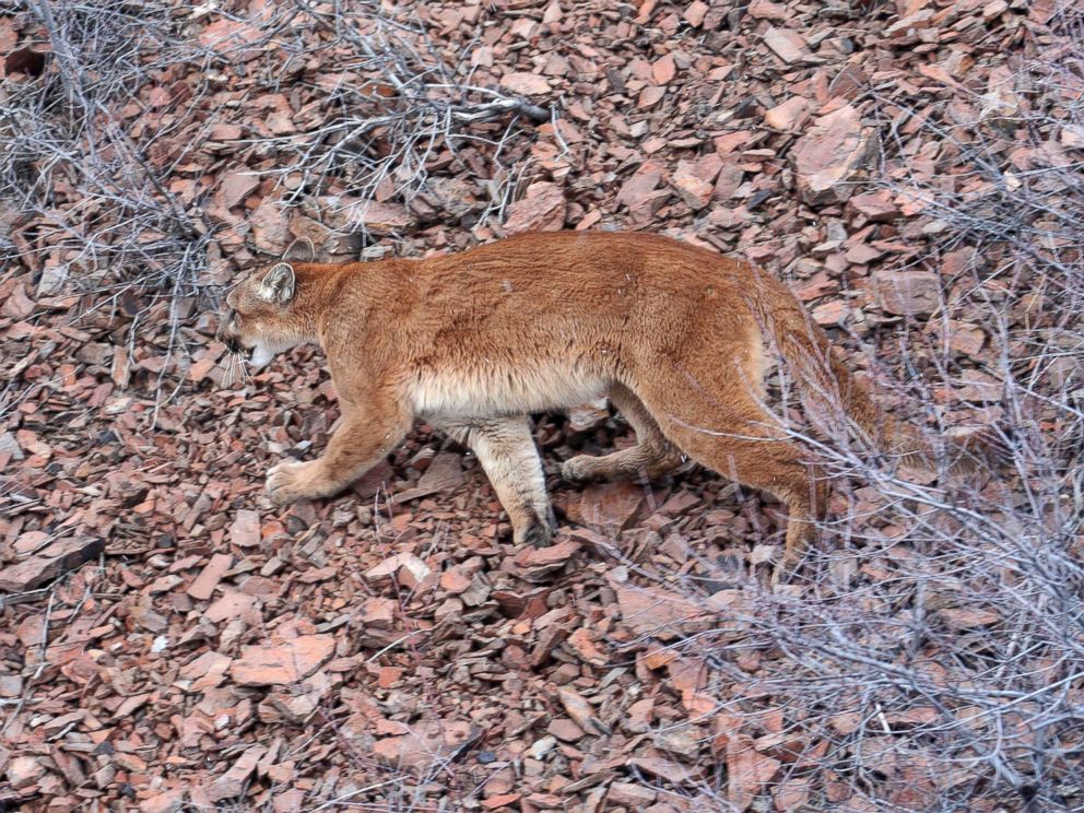 PHOTO: This March 8, 2006, file photo provided by the Oregon Department of Fish and Wildlife shows a cougar in the Beulah Wildlife Management Unit in Oregon's Malheur County.