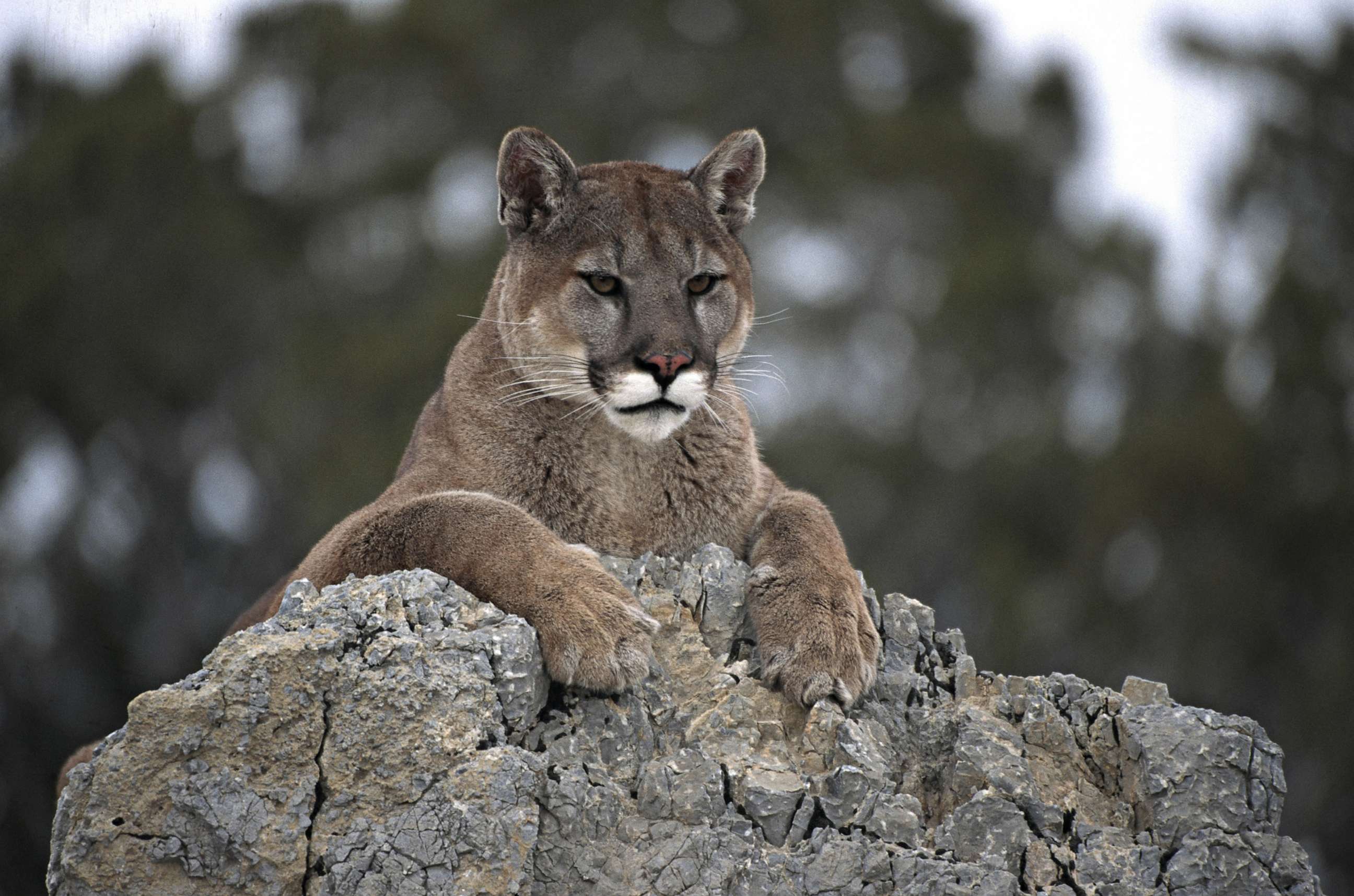 PHOTO: This undated stock photo shows a cougar resting on a rock in Utah.
