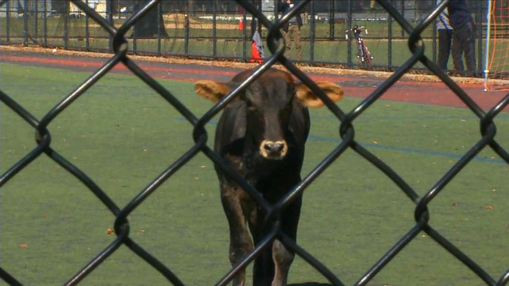 PHOTO: The bull looks through a fence after it got loose and ended up in Prospect Park in Brooklyn, New York, Oct. 17, 2017.