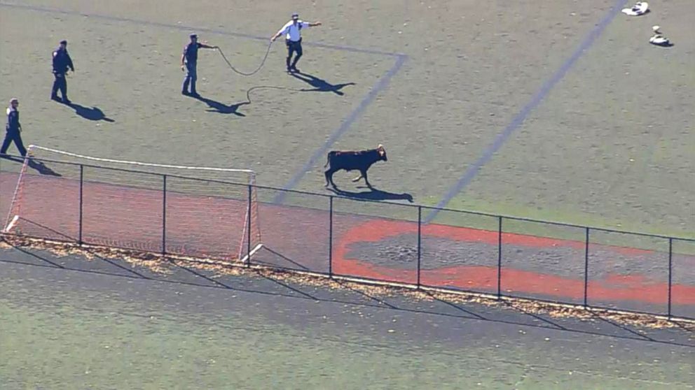 PHOTO: Officers attempt to corral a loose bull running free on a field in Prospect Park in Brooklyn, New York, Oct. 17, 2017.