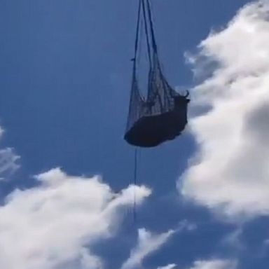 A veterinarian treated the cow on the scene before the animal was removed from the foot of the Monte Calvo mountain by helicopter.