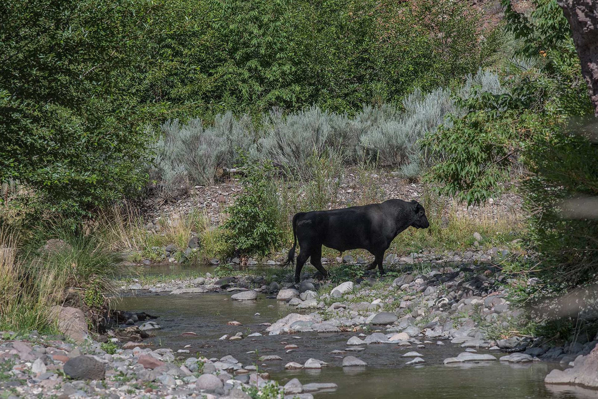 PHOTO: In this July 25, 2020 file photo a feral bull is seen along the Gila River in the Gila Wilderness in southwestern New Mexico.