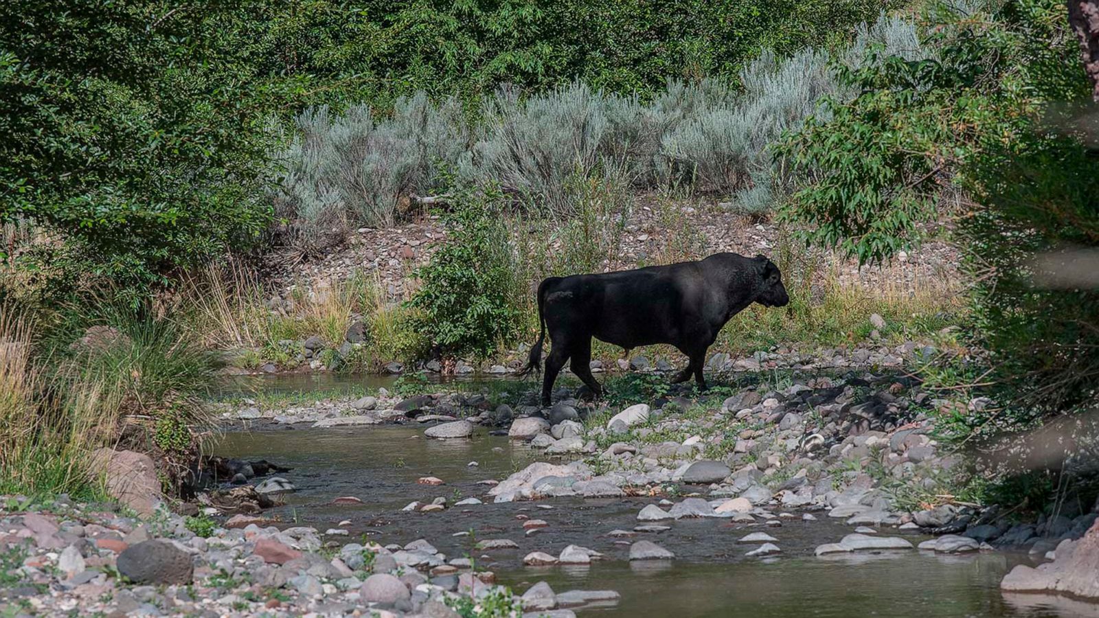 Feral cows to be gunned down by shooters in helicopters in US national  forest - ABC News