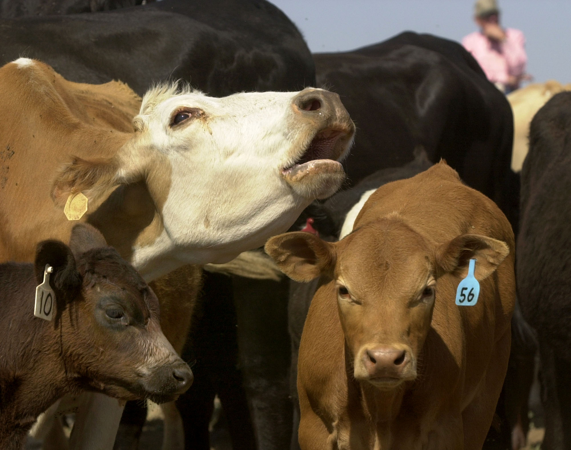 PHOTO: Cattle are gathered before being loaded on trucks near Elkhart, Kansas, June 29, 2002.