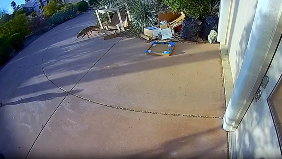 These are the first coyote attacks in the Phoenix area of Arizona since 2017, according to Arizona Game and Fish.