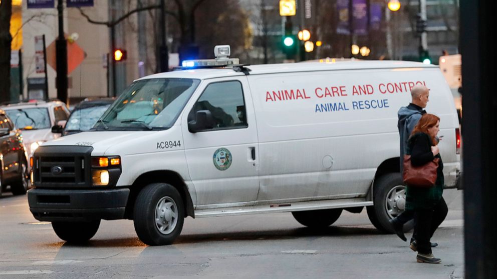 An animal control van turns from East Huron Street in the Gold Coast area of Chicago, where police and animal control were searching for a coyote who may have bitten a child in the the Lincoln Park area and a man outside Northwestern Memorial Hospital.