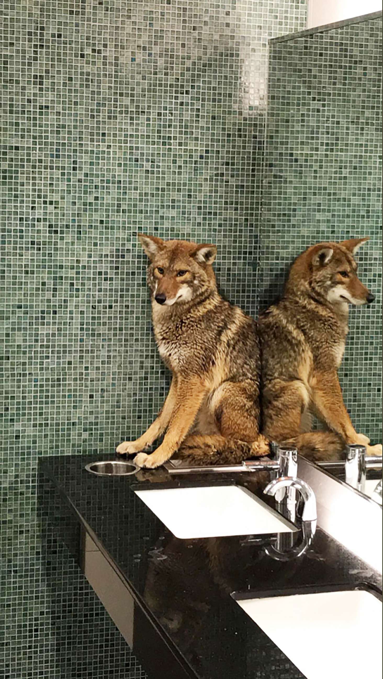 PHOTO: Employees of the Music City Center in Nashville were able to lock a coyote who ran past the security checkpoint in a men's bathroom on Jan. 13.
