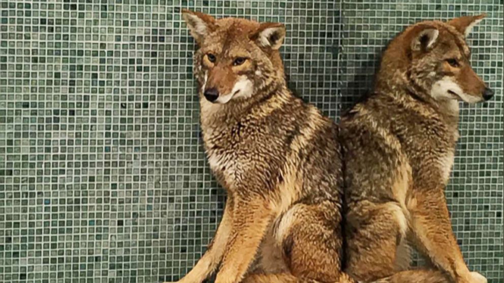 PHOTO: Employees of the Music City Center in Nashville were able to lock a coyote who ran past the security checkpoint in a men's bathroom on Jan. 13.
