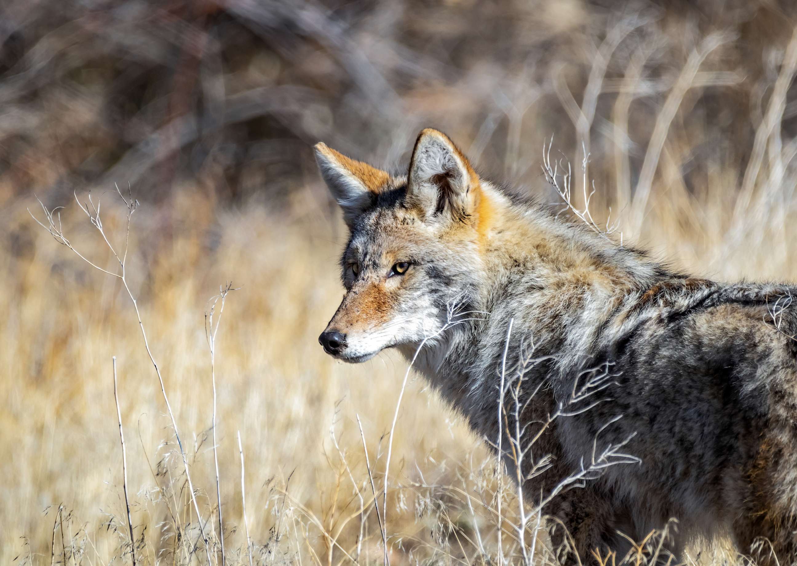 PHOTO: A coyote looks up from hunting for food on the Idaho prairie.
