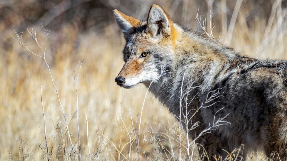 PHOTO: A coyote looks up from hunting for food on the Idaho prairie.