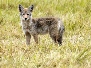 Coyotes in Idaho chasing skiers, 1 woman bitten: Officials
