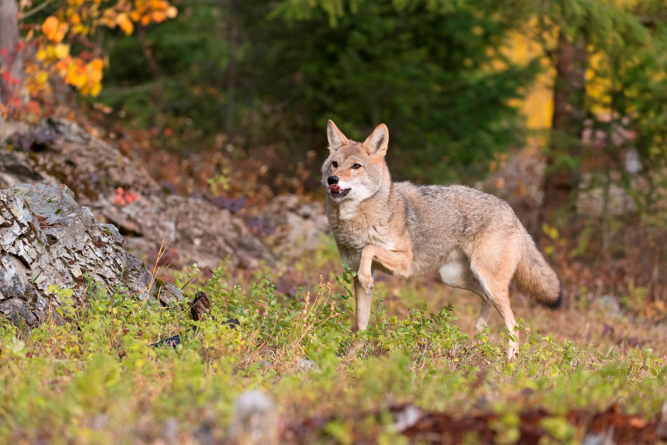 PHOTO: An adult coyote stands at the edge of a woodland in Montana, Oct. 12, 2018.