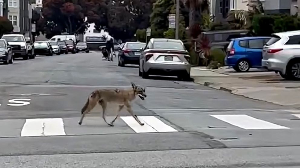 PHOTO: A coyote was spotted wandering the Laurel Heights neighborhood of San Francisco neighborhood on Wednesday, June 29, 2022.