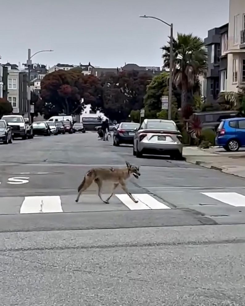 PHOTO: A coyote was spotted wandering the Laurel Heights neighborhood of San Francisco neighborhood on Wednesday, June 29, 2022.