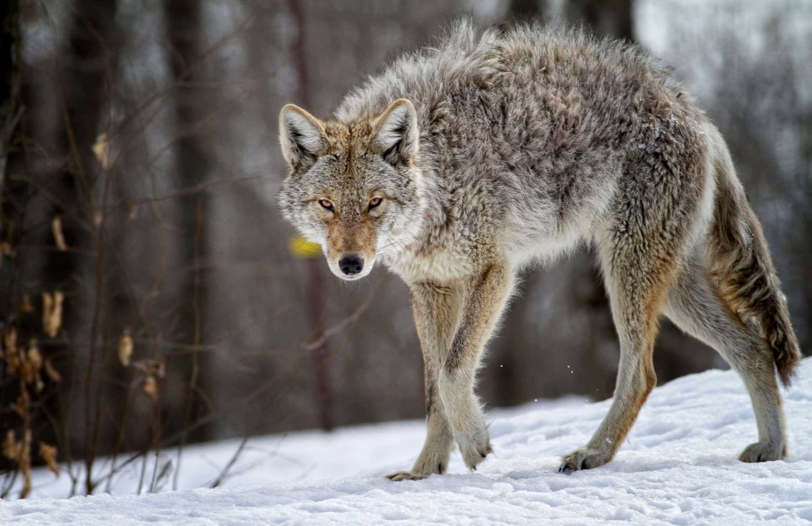 PHOTO: A coyote is seen in this stock photo.