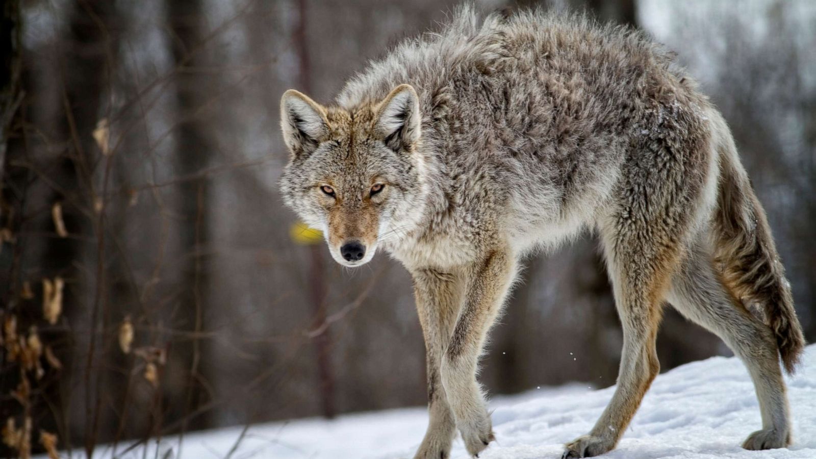 New Hampshire father strangles coyote that attacked his child ...