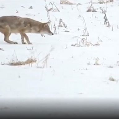 The coyote demonstrated its pouncing technique while out hunting on a snowy day in Colorado.