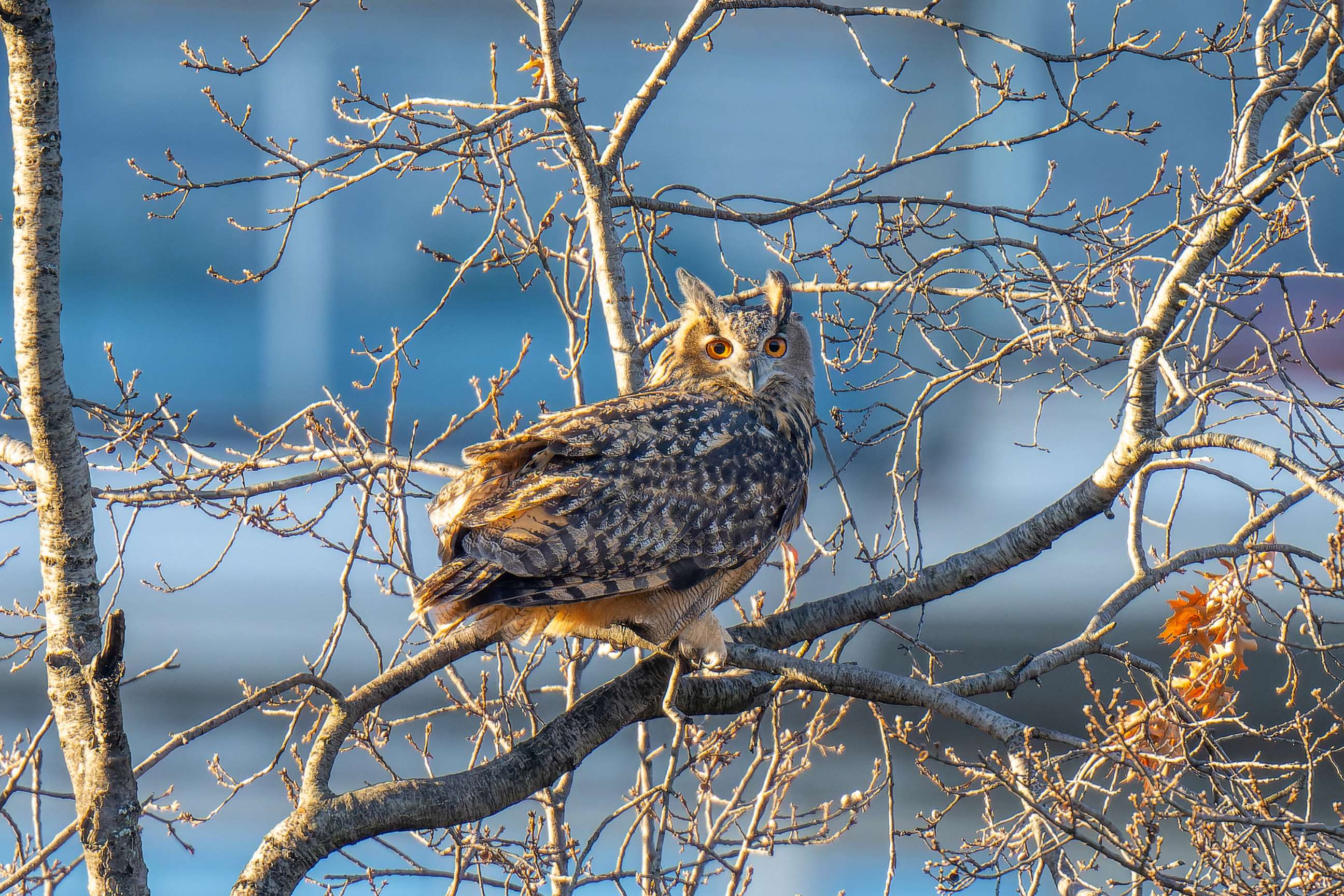 PHOTO: An owl that escaped from the Central Park Zoo, perches in a tree at Pulitzer Plaza outside the Plaza Hotel in New York City, Feb. 2, 2023.