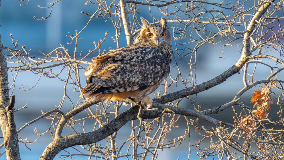 PHOTO: An owl that escaped from the Central Park Zoo, perches in a tree at Pulitzer Plaza outside the Plaza Hotel in New York City, Feb. 2, 2023.