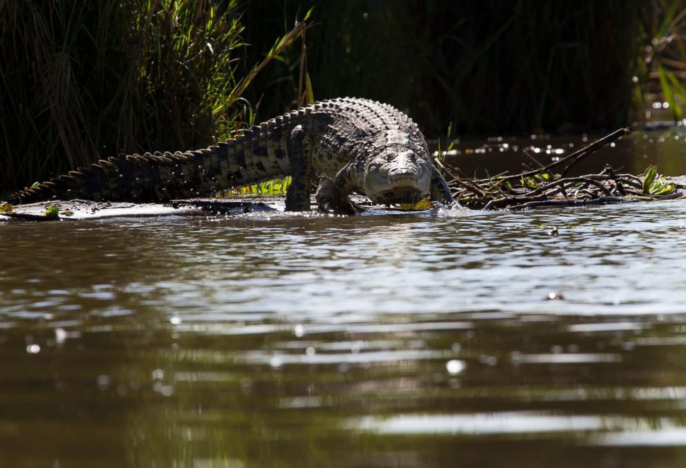 PHOTO: A crocodile is pictured in this undated stock photo coming into the water from a shore.