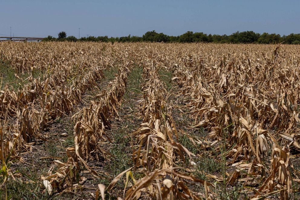 PHOTO: Corn crops that died due to extreme heat and drought during an extreme heatwave in Austin, Texas, July 11, 2022.