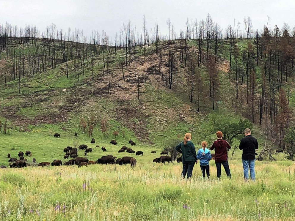 PHOTO: A family of tourists watches a herd of North American bison during a visit to Custer State Park in Wyoming, July 5, 2018.