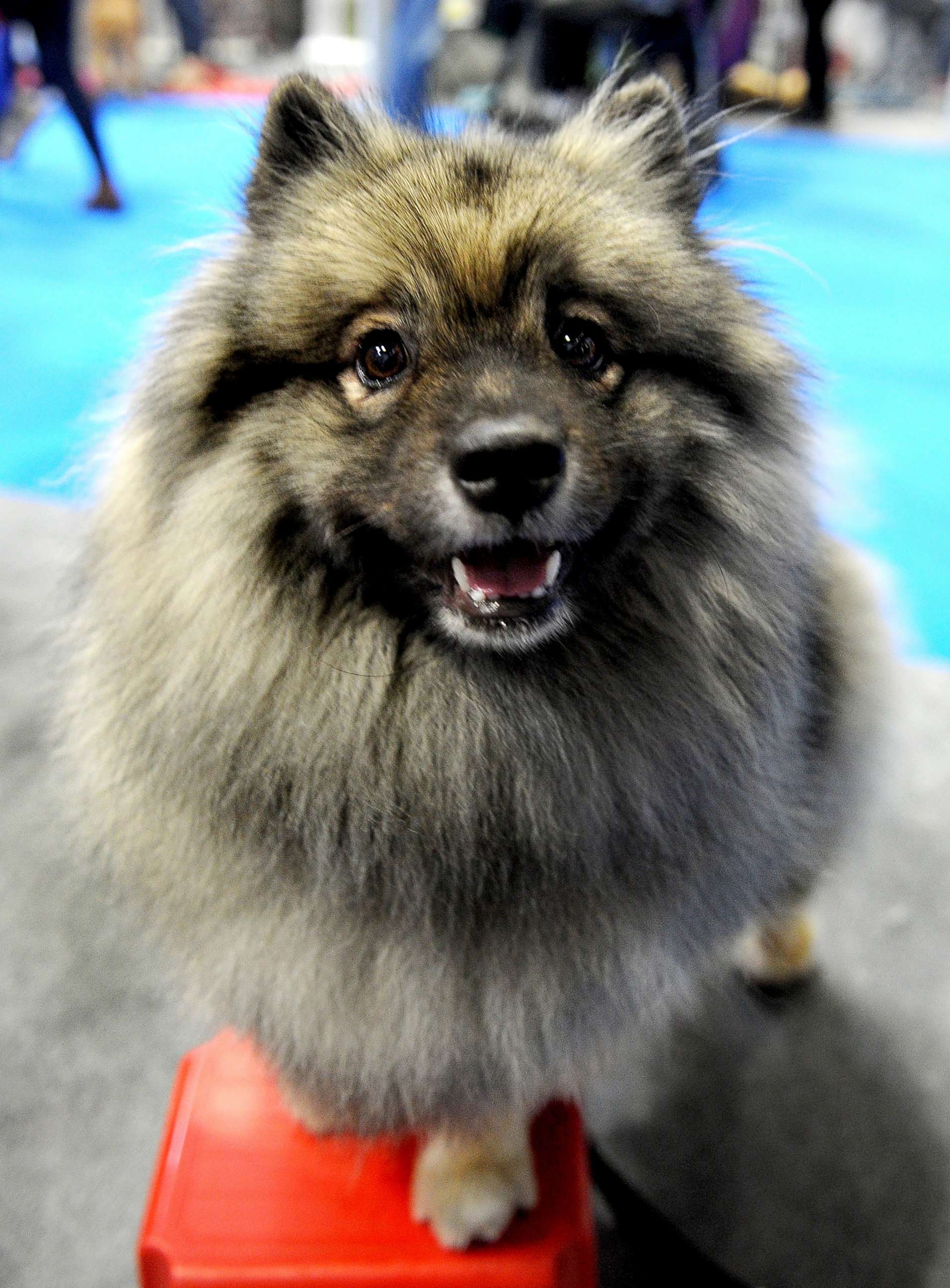 PHOTO: Pandora, a Keeshond attends the National Pet Show on Nov. 4, 2017, in Birmingham, England.  