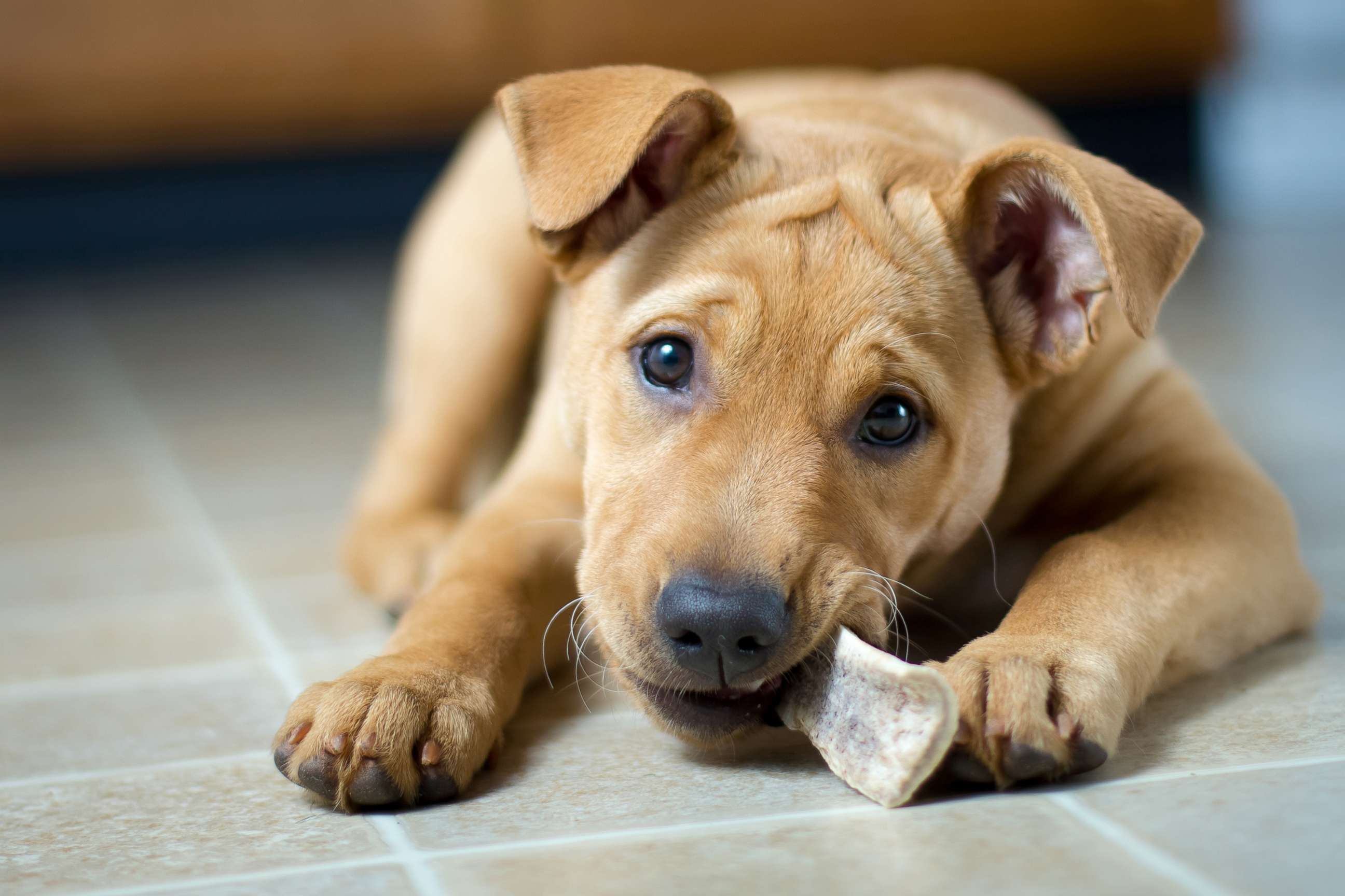 PHOTO: A puppy chews a bone in this undated stock photo.