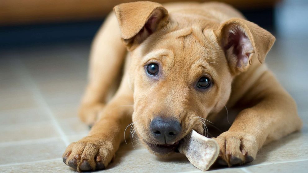 PHOTO: A puppy chews a bone in this undated stock photo.