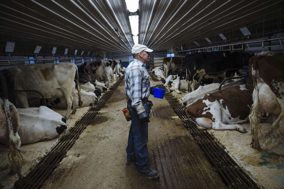 PHOTO: A worker stands inside the dairy barn at a farm in Ancramdale, N.Y., May 22, 2020.