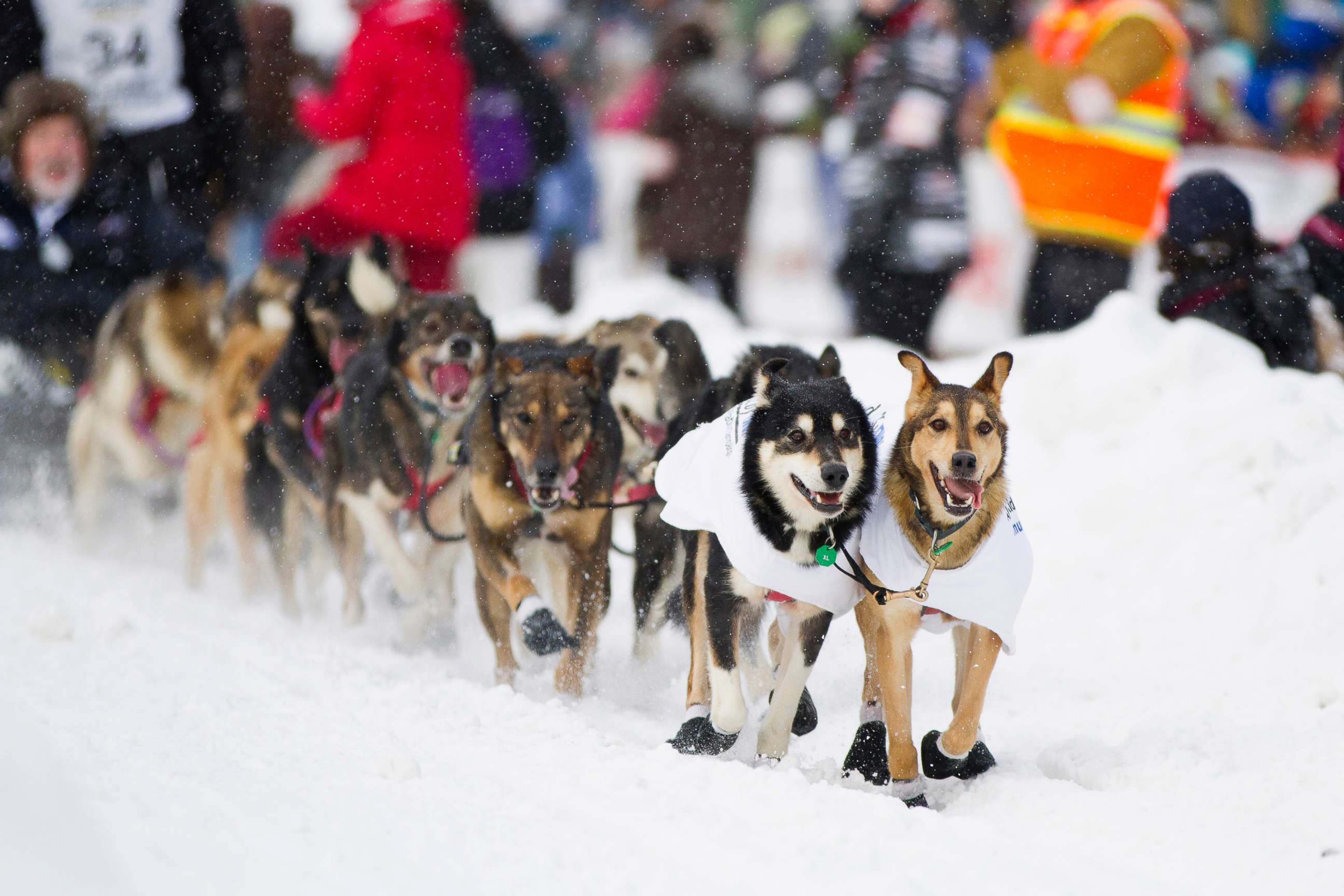 PHOTO: Dallas Seavey's team, from Willow, Alaska, races down the 4th Avenue during the ceremonial start of the 40th Iditarod Trail Sled Dog Race in downtown Anchorage in this March 3, 2012 file photo.